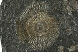 Dactylioceras Ammonite - Posidonia Shale, Germany #228044-1